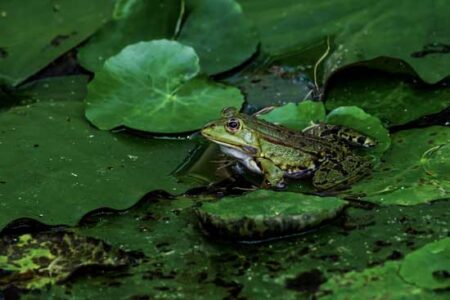 Insect-Borne Diseases and Global Warming Image